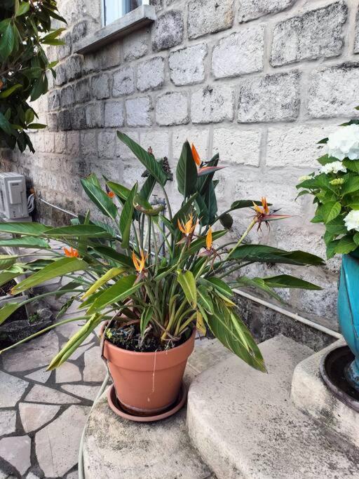 Charmant Appart Avec Jardin Aigues-Mortes Εξωτερικό φωτογραφία