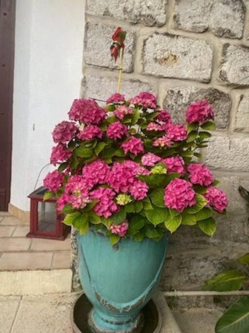 Charmant Appart Avec Jardin Aigues-Mortes Εξωτερικό φωτογραφία