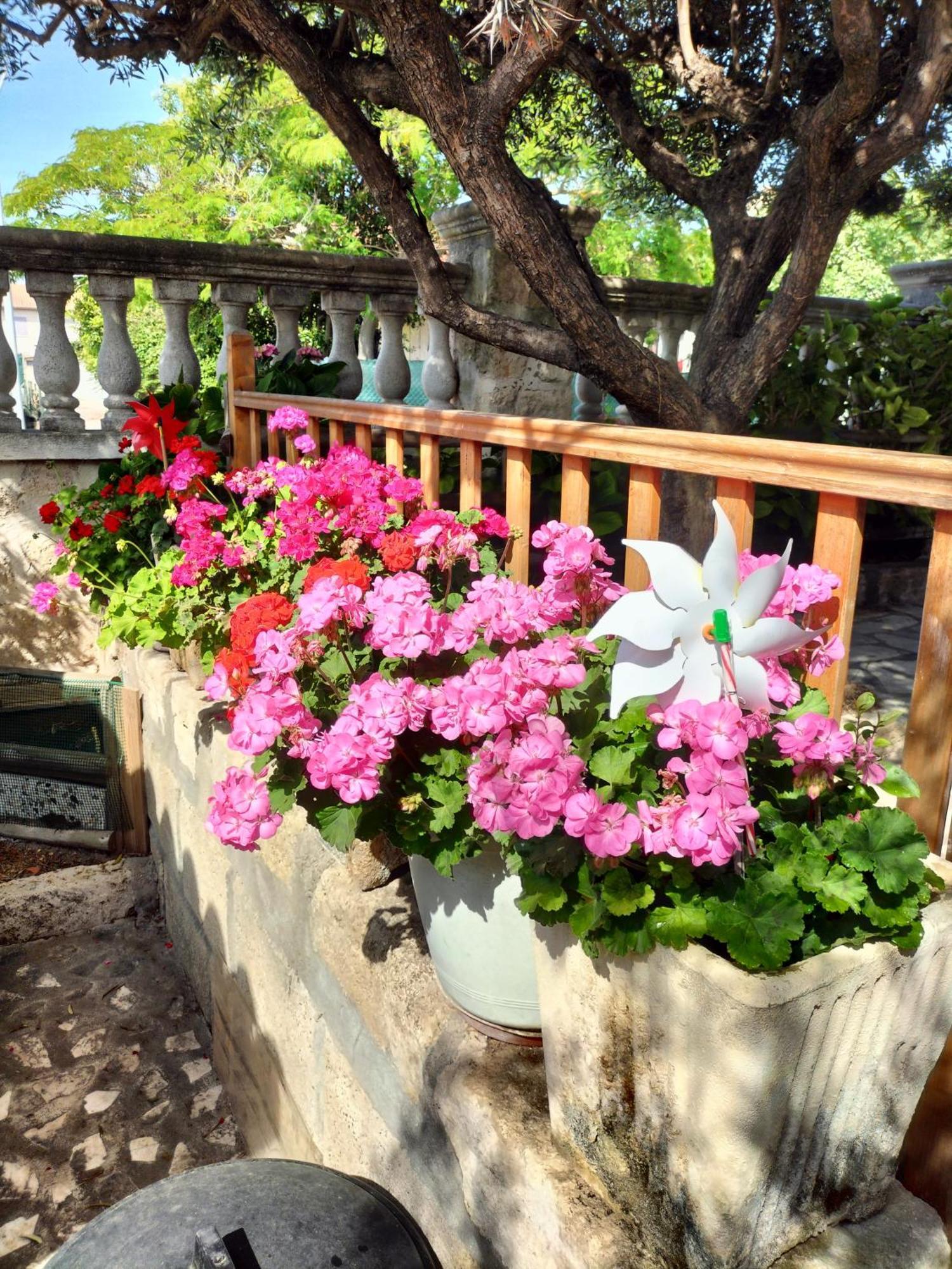 Charmant Appart Avec Jardin Aigues-Mortes Εξωτερικό φωτογραφία